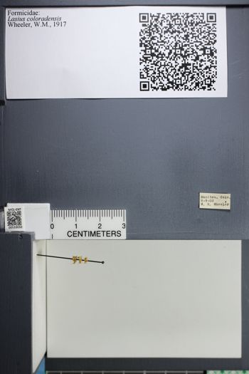 Media type: image;   Entomology 533032
